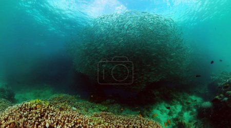 Foto de Hermosa escuela de sardinas sobre arrecifes de coral tropical. Mundo submarino. - Imagen libre de derechos