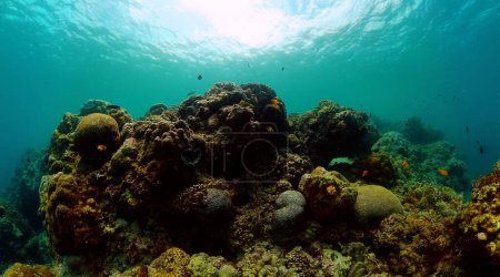 Foto de Arrecifes bajo el mar. Mundo submarino con corales y peces. - Imagen libre de derechos