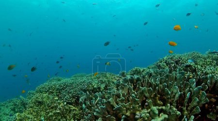 Foto de Coloridos peces tropicales y corales. Arrecife de coral y peces mundo submarino. - Imagen libre de derechos