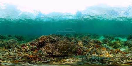 Korallenriffe und tropische Fische unter dem Meeresboden. Unterwasserwelt. 360-Grad-Panorama.