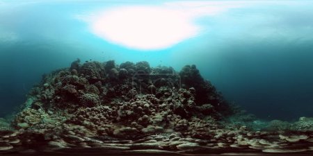 Unterwasserwelt mit Steinkorallenriffen und Fischen. 360-Grad-Ansicht.