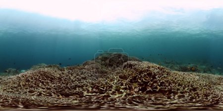 Korallenriffe unter dem Meer. Unterwasserwelt mit Steinkorallen und tropischen Fischen. Monoskopisches Bild.