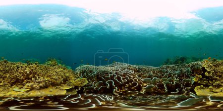 Underwater scene with colorful fish and coral garden. Fishes under the sea. Monoscopic image.