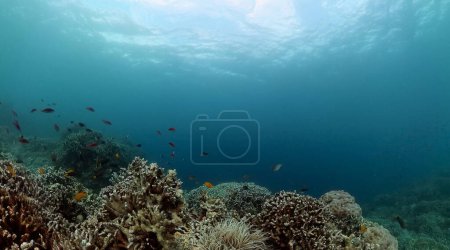 Paisaje submarino de arrecifes de coral. Área marina protegida.