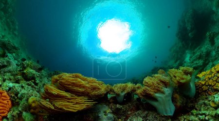 Coraux mous et durs scène sous-marine. Poissons et récifs coralliens sous la mer.