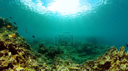 Foto de Arrecife de coral duro con peces del mundo submarino. - Imagen libre de derechos