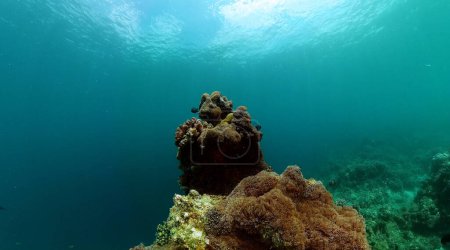Foto de Fondo mundial submarino, ecosistema de arrecifes de coral. Vida submarina paisaje. - Imagen libre de derechos