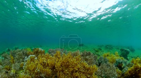 Paisaje mundial submarino de peces y corales de colores. Arrecife de coral marino. Fondo de agua de mar turquesa.
