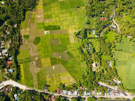 Paddy faarmland de campos de arroz en la isla de Camiguin. Mindanao, Filipinas.