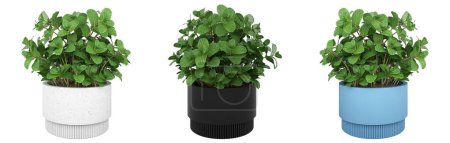 Photo for Indoor plant. Mint in a pot for the interior. In white, black and blue pot. Different angles. 3d illustration - Royalty Free Image