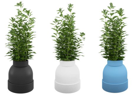 Photo for Indoor tall plant. A beautiful green plant in a stylish unusual designer planter for the interior. In white, black and blue pot. Different angles. 3d illustration - Royalty Free Image