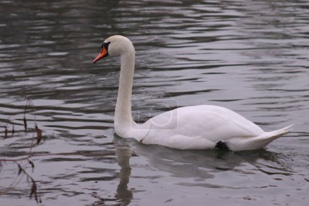 Swan in its natural habitat