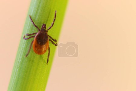 Ticks sit on the grass and wait for the host