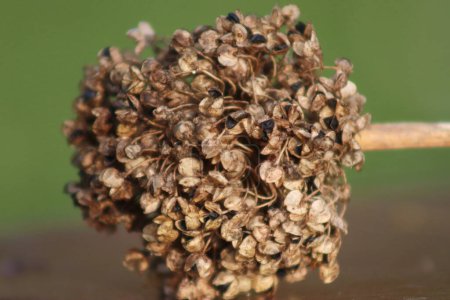 Téléchargez les photos : Une fleur de bulbe fanée prête à recueillir des graines - en image libre de droit