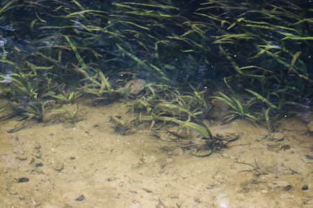 Photo for The bottom of a pond covered with aquatic plants. You can see white sand under the water - Royalty Free Image