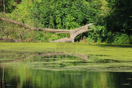 Foto de Un estanque, un hábitat natural para patos, en un parque en Polonia. Un hábitat para muchos animales. - Imagen libre de derechos