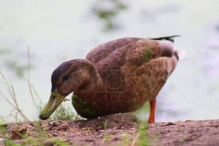 Photo for A pond, a natural habitat for ducks, in a park in Poland. A habitat for many animals. - Royalty Free Image