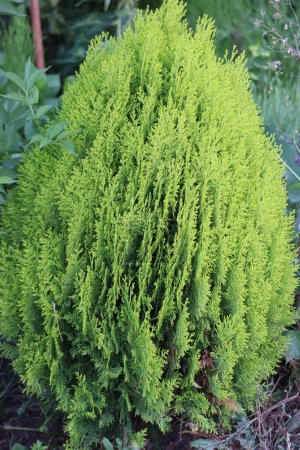 Photo for Book thuja. Thuja that grows slowly. It decorates the garden in front of the house. - Royalty Free Image