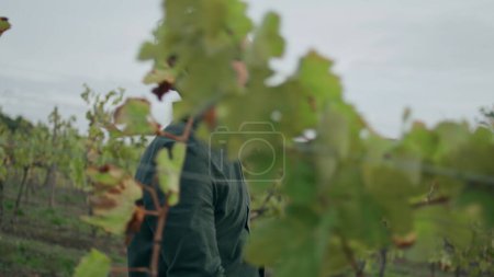 Foto de Graves jóvenes agricultores caminando buscando viñedo creciendo ventoso día de otoño de cerca. Viticultor italiano confiado relajado que va entre hileras de arbustos de vid que inspeccionan la plantación de uva. Concepto vitivinícola. - Imagen libre de derechos
