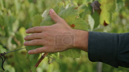 Photo for Man hand touching grapevine yellow leaves walking grape plantation close up. Unknown vinegrower inspecting vine growing sunny autumn day. Unrecognizable vineyard worker checking cultivated bushes. - Royalty Free Image