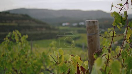 Téléchargez les photos : Magnifique vignoble à feuillage jaune buissons de vigne se balançant sur le vent de près. Cultures viticoles poussant sur la plantation de raisin dans une campagne pittoresque. Rangées de vignes avec collines verdoyantes sur fond. - en image libre de droit