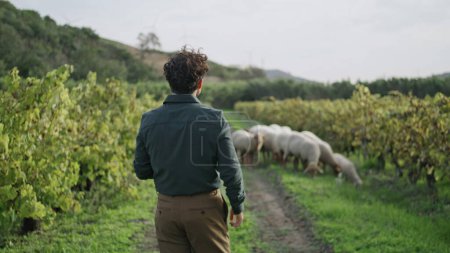 Foto de Vista posterior del hombre viticultor caminando a rebaño de ovejas pastando en la plantación. Desconocido granjero joven de pelo oscuro que va entre las hileras de vid inspeccionando viñedo. Joven paseando por el camino del campo. - Imagen libre de derechos
