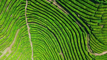 Amazing tea lines hills drone view. Meditative summer nature landscape aerial. Picturesque green herbs rows in summer. Scenic geometric pattern in serene highlands. Beautiful tranquil azores scenery.