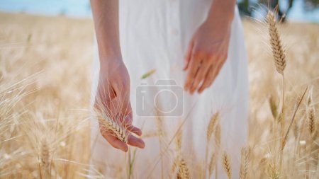 Frau Hände berühren Stacheln Feld Nahaufnahme. Eine unbekannte Dame inspiziert Gerstenähren, die sich an landwirtschaftlichem Getreide erfreuen. Mädchen Fingerkuppen zärtlich verbinden Weizen im Sommer. Goldene Bio-Erntezeit