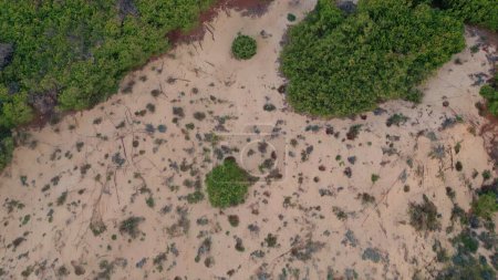 Photo for Drone view green vegetation with sand dunes outdoors. Nature patterns emerging in landscape. Aerial of wild flora and arid terrain. Serene wilderness stand undisturbed. Panoramic of ecological beauty - Royalty Free Image