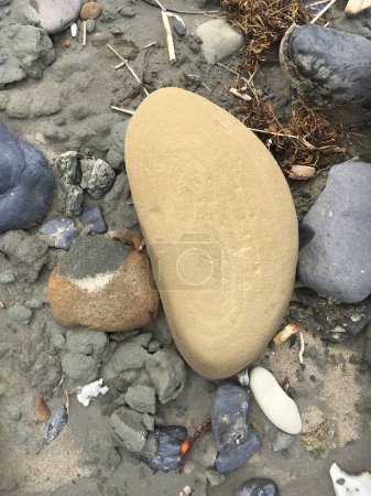 Téléchargez les photos : Pierres et débris de plage sur la côte de l'Oregon. - en image libre de droit