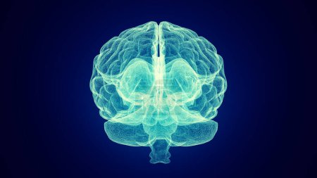 Medical depiction of a human brain 3d illustration