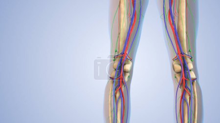 Téléchargez les photos : Anatomie humaine pour le système lymphatique, squelettique, nerveux et circulatoire - en image libre de droit