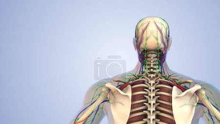 Téléchargez les photos : Anatomie humaine pour le système lymphatique, squelettique, nerveux et circulatoire - en image libre de droit