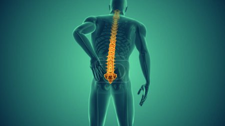 Photo for Spinal pain relief in the human body - Royalty Free Image