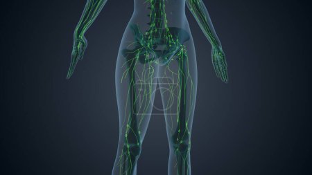 Photo for Lymphatic system of female body medical background - Royalty Free Image
