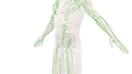 Photo for Human lymphatic system anatomy backgound - Royalty Free Image