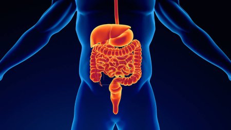 Human urinary system kidneys with bladder