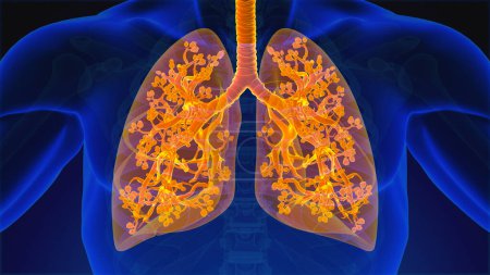 Anatomie der Lungen des menschlichen Atmungssystems