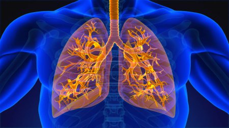 Anatomie der Lungen des menschlichen Atmungssystems
