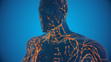 Photo for Human lymphatic system 3D illustration - Royalty Free Image