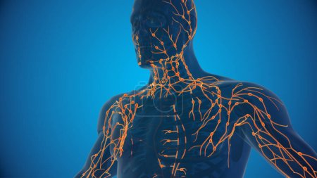 Téléchargez les photos : Système lymphatique humain Illustration 3D - en image libre de droit