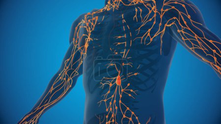 Téléchargez les photos : Système lymphatique humain Illustration 3D - en image libre de droit