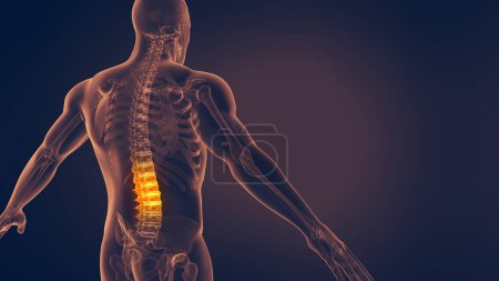 Human Spine Pain 3D illustration