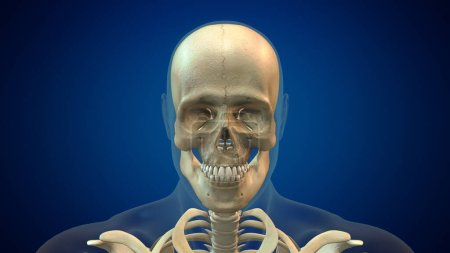 Foto de Anatomía del cráneo humano antecedentes médicos - Imagen libre de derechos
