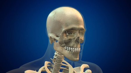 Téléchargez les photos : Anatomie du crâne humain antécédents médicaux - en image libre de droit