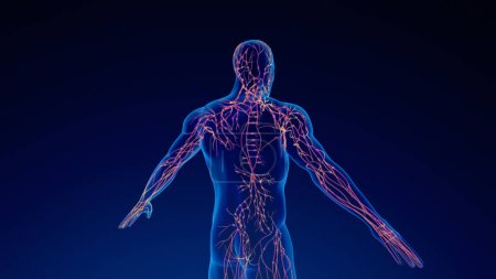 Photo for Human lymphatic system 3D illustration - Royalty Free Image
