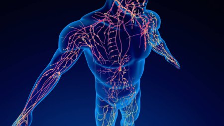 Human lymphatic system 3D illustration
