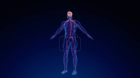 Foto de Sistema nervioso humano antecedentes médicos - Imagen libre de derechos