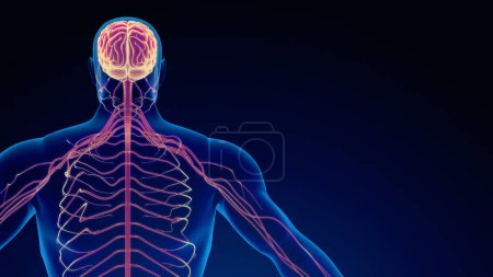 Foto de Sistema nervioso humano antecedentes médicos - Imagen libre de derechos