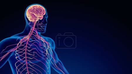 Téléchargez les photos : Système nerveux humain antécédents médicaux - en image libre de droit